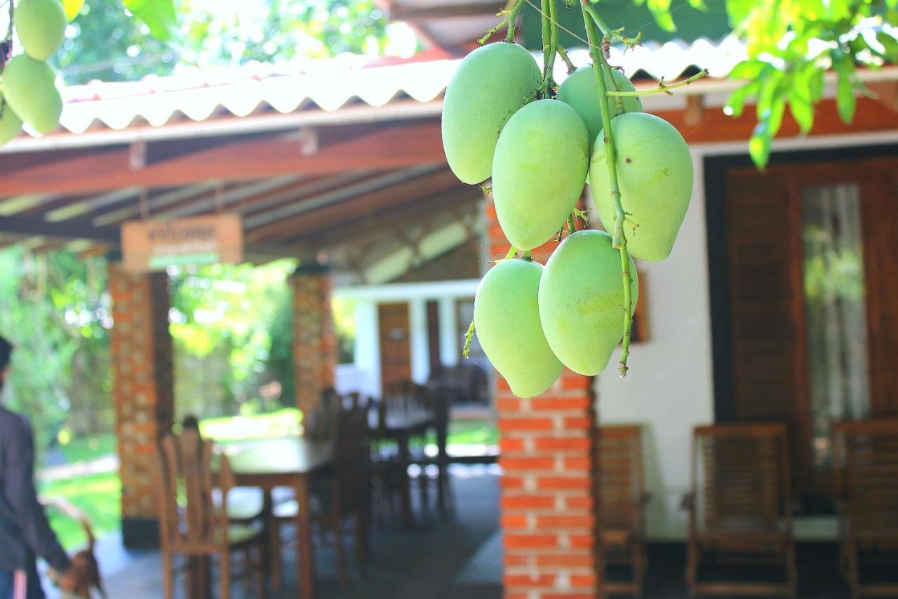 Green Cottage Anuradhapura Kültér fotó